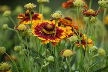 In the photo. Autumn gelenium flower.