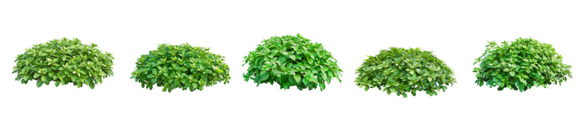 Obraz premium Collection of Lush Green Shrubs: Perfect for Landscaping Design