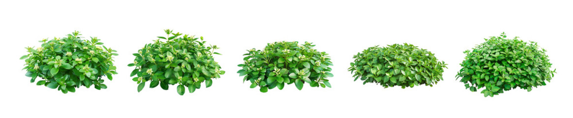 Obraz premium Five Lush Green Bushes Isolated on Black Background