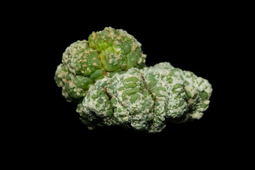 Close up of Astrophytum kikko lizard skin cristata mutant. Isolated on black background