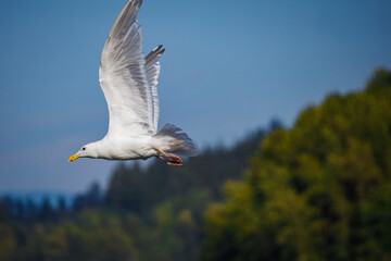 Fototapeta premium A majestic seagull glides through the air with outstretched wings against a clear blue sky. The background shows a blurred, lush green coastline, hinting at a serene natural setting.