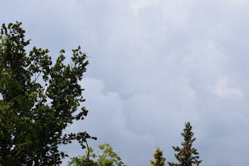 The photo shows a view of the sky and treetops, which are part of nature.