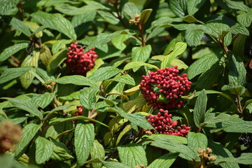 In the photo, wrinkled viburnum is an evergreen ornamental shrub.
