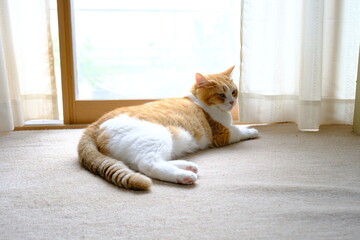 猫, 子猫, 動物, ペット, マンチカン, かわいらしい, 穏やか, かわいい, キュート, 可愛い, 愛らしい, 家庭, 優雅な, 猫科, 綿毛, ふわふわ, フワフワ, 毛, インドア, 楽しみ, こねこ, 仔猫, 子ネコ, 子猫, 哺乳類, ニャー, 癒やし, 癒やされる, リラックス, 安らか, しっぽ, ひげ, 縁側, にゃんこ, 尻尾, 家, 肉球, 足裏 © taka