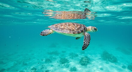 Obraz premium Sea Turtle Swimming in Clear Ocean Water with Coral Reef View