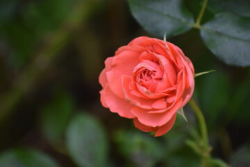 red rose in garden