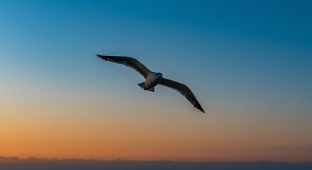 Naklejka premium Seagull Flying in Colorful Sunset Sky Over Horizon