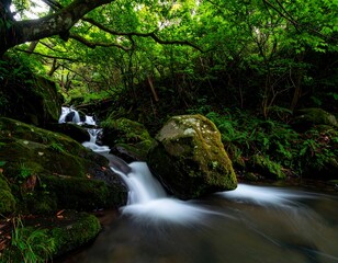 Obraz premium Peaceful stream and lush greenery in a woodland paradise for tranquility