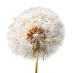 Fototapeta premium Close-up of a dandelion seed head (6)