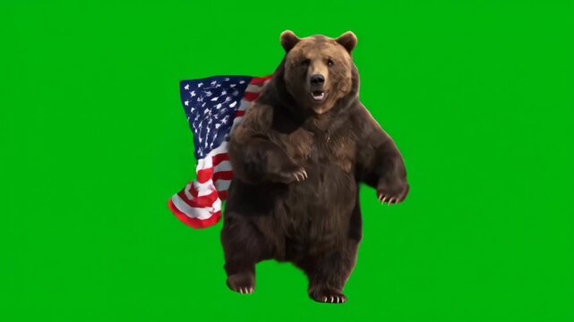 Grizzly Bear Holding American Flag - Green Screen - A large brown grizzly bear stands against a bright green screen, proudly holding a slightly rumpled American flag.