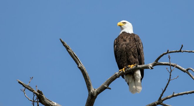 Bald Eagle Perched on Tree Branch Against Clear Blue Sky