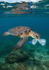 Obraz premium Sea Turtle Swimming Underwater Carrying Plastic Bottle in Ocean
