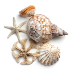 Assorted seashells and starfish on white background