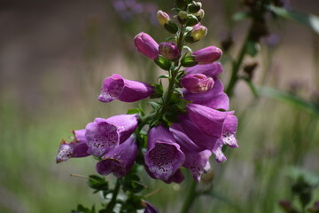 Fototapeta premium The photo shows a flower. Purple foxglove, also known as purple foxglove.
