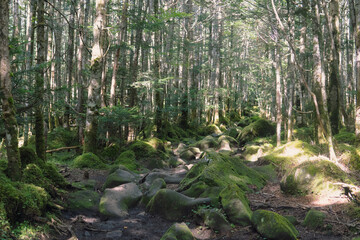 日本：コケが覆う茶臼山の登山道【北八ヶ岳】長野県茅野市