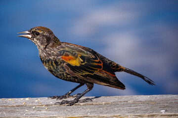 A red-winged blackbird, likely a female, stands on a wooden surface with its beak open. The vibrant plumage and distinctive yellow and red markings are highlighted
