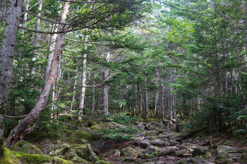 日本：茶臼山／中小場へ続く森の中の登山道【北八ヶ岳】長野県茅野市