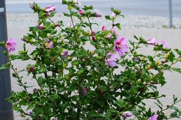 The photo shows Syrian hibiscus flowers.