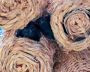 Metallic Starlings staring