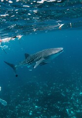 Fototapeta premium Whale Shark Swimming in Ocean with Plastic Debris and Fish Underwater