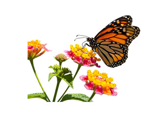 Monarch butterfly resting on colorful lantana flowers isolated on transparent background