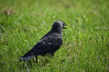 raven on the grass