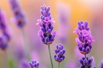 Close-up of vibrant lavender flowers in soft focus