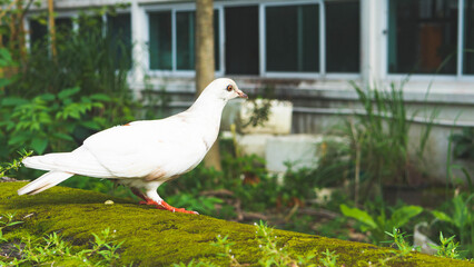white dove on a street in thailand chiang mai close up 