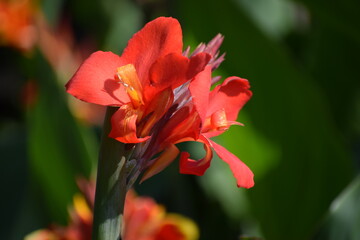 The photo shows cannas of the Pringle Bay variety.