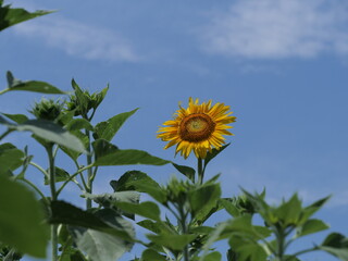 ひまわり畑のひまわり