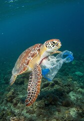 Fototapeta premium Sea Turtle Swimming Underwater with Plastic Bottle in Ocean Reef