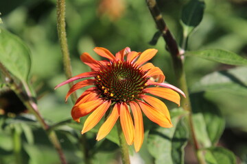 orange flower in garden, Fort Edmonton Park, Edmonton, Alberta