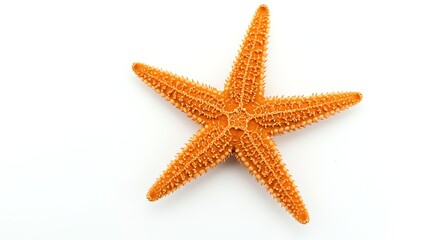 Orange Starfish with Spiny Texture on White Background for Marine Life and Ocean Theme