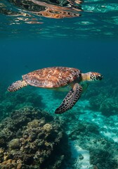 Fototapeta premium Sea Turtle Swimming Over Coral Reef Underwater Scene