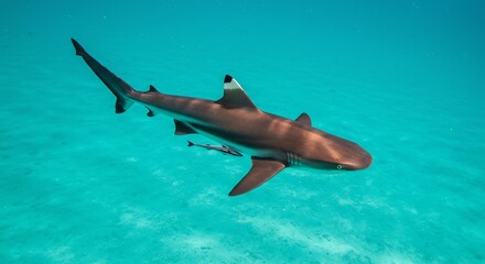 Smooth Shark Swimming in Clear Turquoise Ocean Water