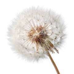 Fototapeta premium Close-up dandelion seed head, isolated, white background, nature