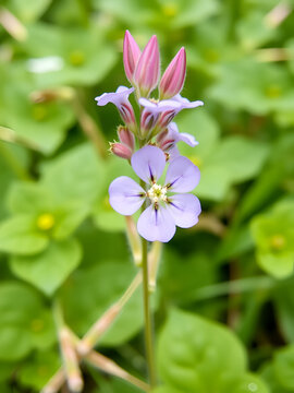 The flower of the Veronica beccabunga, the European speedwell or brooklime