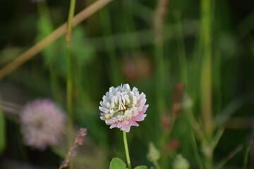 In the photo. A hybrid clover flower, also known as pink clover or Swedish clover.