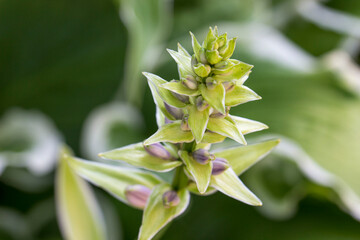 a hosta plant on a blurred background with blurred ones. colorful photo of flowers. bokeh. close-up.
