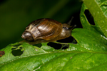 a forest snail eating a tree leaf on a black background. isolated. colorful macro photo of an insect. close-up. natural lighting. empty