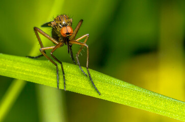 male mosquito on a natural background. colorful photo of wildlife. macro photo of an insect. close-up. space for text