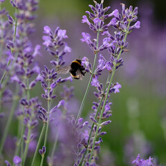 Bumblebee pollinates lavender flowers in a sunny garden during the afternoon