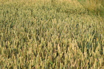 wheat field in summer