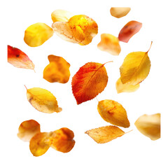 Naklejka premium Autumn leaves scattered