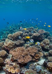 Obraz premium Vibrant Coral Reef with Colorful Fish Underwater Scene