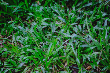 green grass in the garden