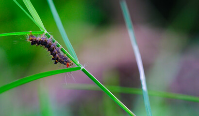 caterpillar on a leaf closeup macro