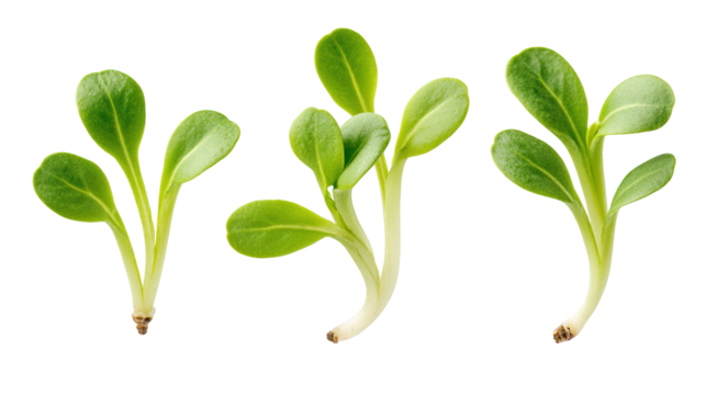 Mysterious figures in spy attire on a dark background, an enigmatic scene three