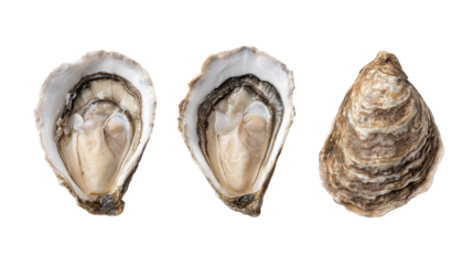 Three oyster shells on a black background, study in texture and contrast three
