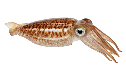 Mysterious deepsea squid, exploring the beauty of marine wildlife with its long tentacles and tail